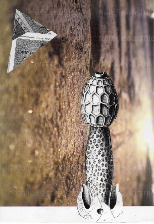 chinesemoneymushroom